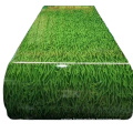 green grass printing color coated steel coil CGCC materials High quality color coated coil ppgl